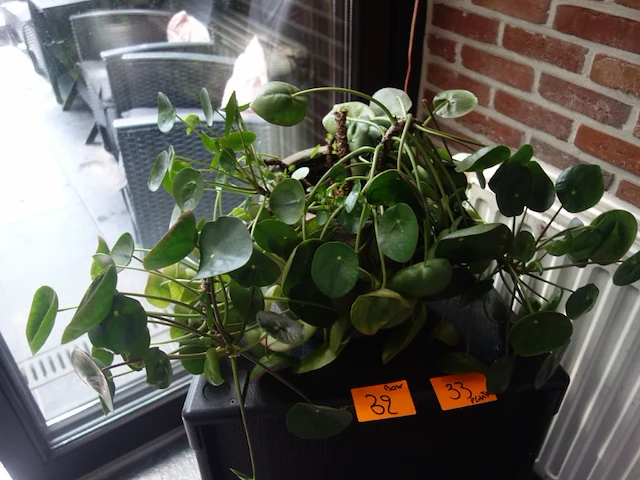 Grote partij diverse planten - afbeelding 9 van  22