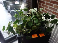 Grote partij diverse planten - afbeelding 9 van  22