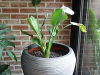 Grote partij diverse planten - afbeelding 10 van  22