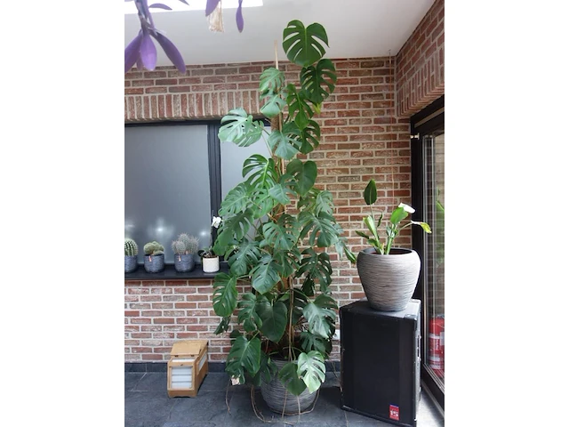 Grote partij diverse planten - afbeelding 11 van  22