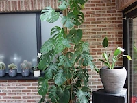 Grote partij diverse planten - afbeelding 11 van  22