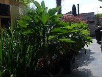 Grote partij diverse planten - afbeelding 1 van  22