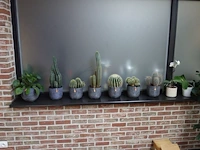 Grote partij diverse planten - afbeelding 14 van  22