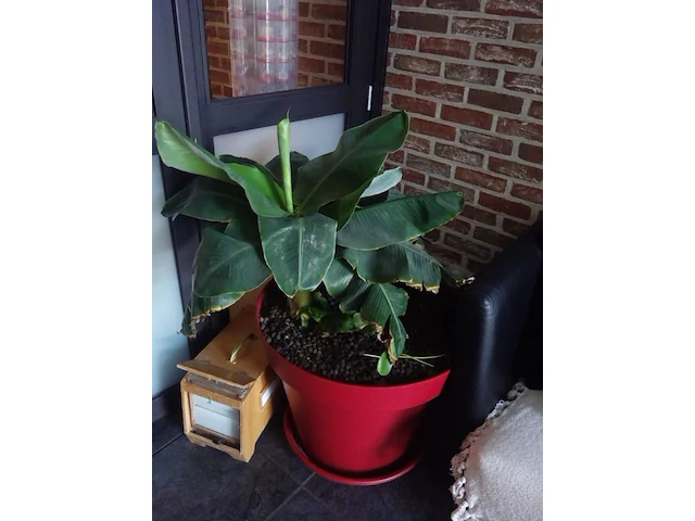Grote partij diverse planten - afbeelding 15 van  22