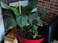 Grote partij diverse planten - afbeelding 15 van  22
