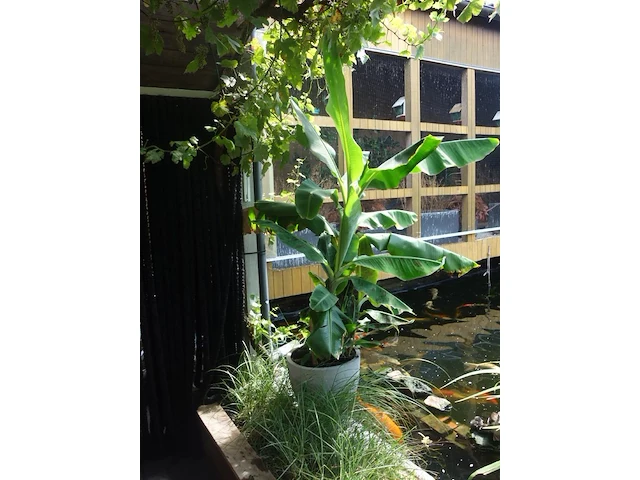 Grote partij diverse planten - afbeelding 12 van  22