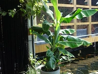 Grote partij diverse planten - afbeelding 12 van  22