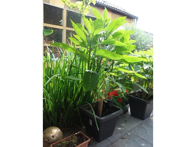 Grote partij diverse planten - afbeelding 16 van  22