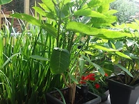 Grote partij diverse planten - afbeelding 16 van  22