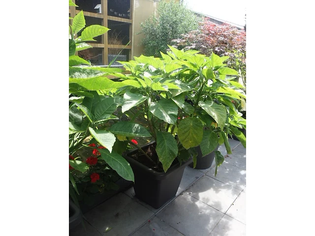 Grote partij diverse planten - afbeelding 18 van  22