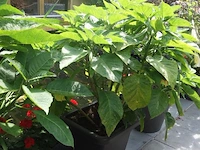 Grote partij diverse planten - afbeelding 18 van  22