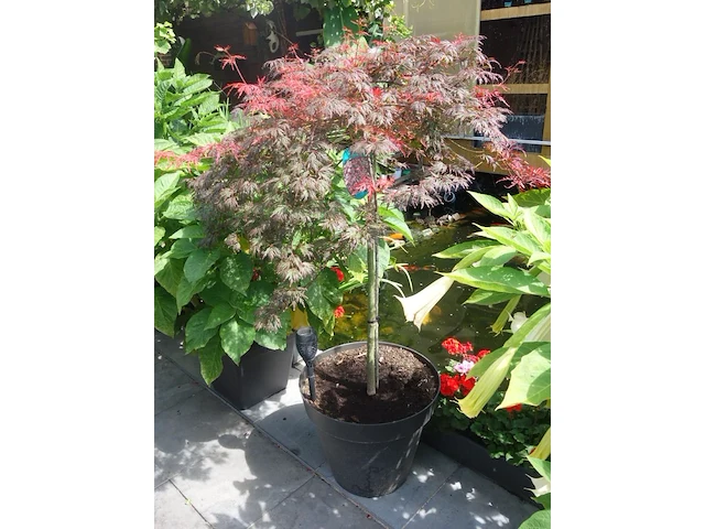 Grote partij diverse planten - afbeelding 19 van  22