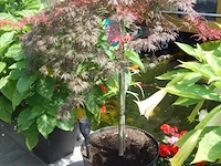 Grote partij diverse planten - afbeelding 19 van  22
