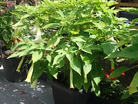 Grote partij diverse planten - afbeelding 20 van  22