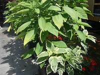 Grote partij diverse planten - afbeelding 21 van  22