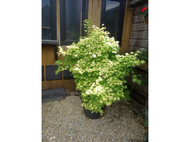 Grote partij diverse planten - afbeelding 22 van  22