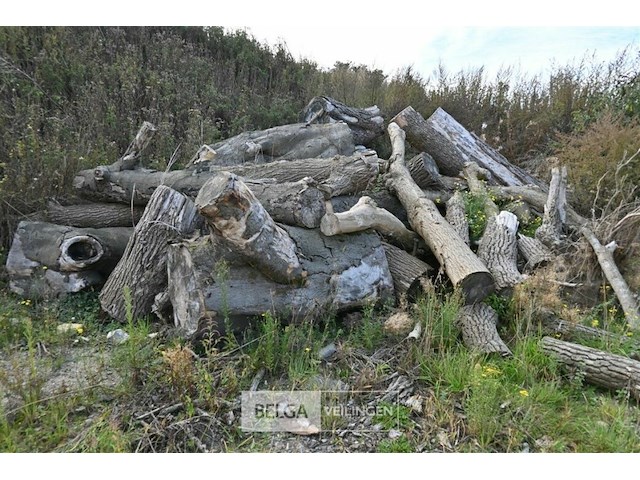 Grote partij stookhout - afbeelding 1 van  1