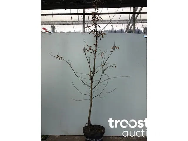 Haagbeuk 180-200 - afbeelding 2 van  2