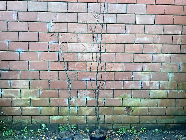 Haagplanten - haagbeuk (x100) - afbeelding 1 van  3