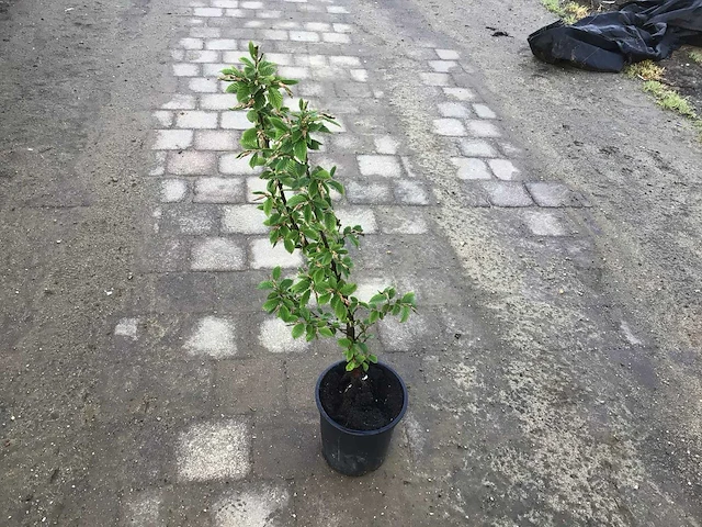 Haagplanten - haagbeuk (x200) - afbeelding 1 van  2