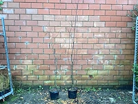 Haagplanten - haagbeuk (x50) - afbeelding 1 van  2