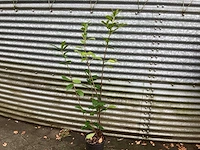 Haagplanten - laurier (x20 - afbeelding 1 van  2