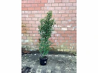 Haagplanten - prunus lucitanica (x20) - afbeelding 2 van  2