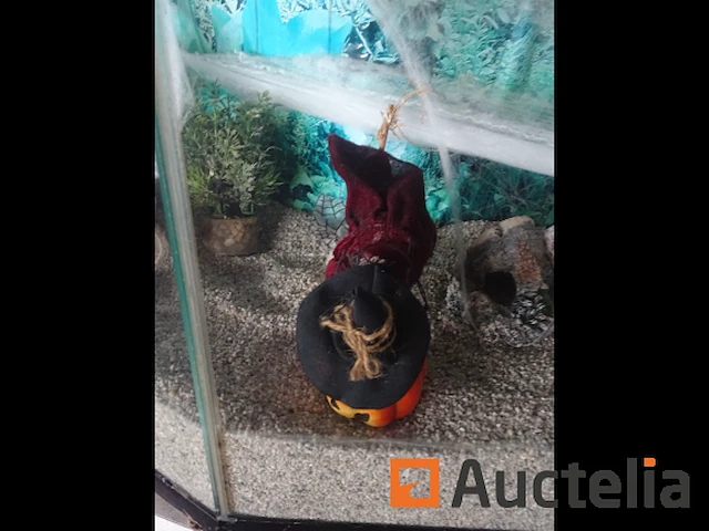 Halve maan gewelfd aquarium - afbeelding 3 van  11