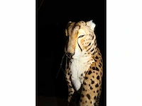 Hanza creations partij decoratie plunchen dieren - afbeelding 5 van  32