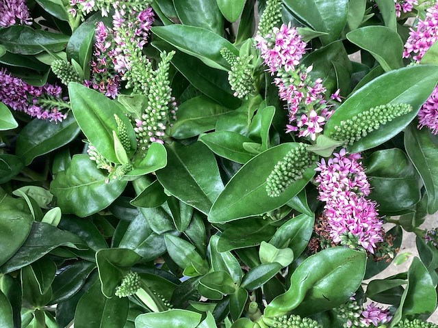 Hebe roos en blauw (80) - afbeelding 1 van  2