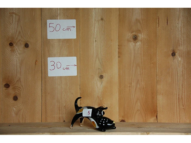 Hond - afbeelding 1 van  2