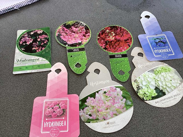 Hortensia mix van kleuren - hydrangea (x70) - afbeelding 3 van  4
