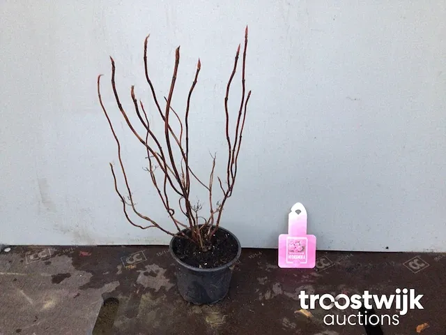 Hortensia roos - afbeelding 1 van  3