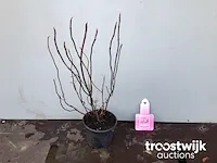 Hortensia roos