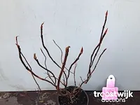 Hortensia roos - afbeelding 3 van  3