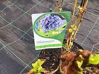 Hortensia’s - hydrangea - blauw (x20) - afbeelding 1 van  3