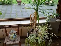 Houten ladenkast 5 laden, ijzeren tafeltje dambord blad, houten plantenstaander, barometer, 4 bloempotten met planten, diverse sierstukken - afbeelding 4 van  12