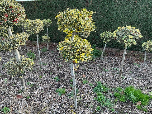 Hulst bol 170 cm vaste plant - afbeelding 1 van  1