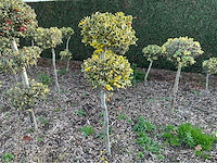 Hulst bol 170 cm vaste plant - afbeelding 1 van  1