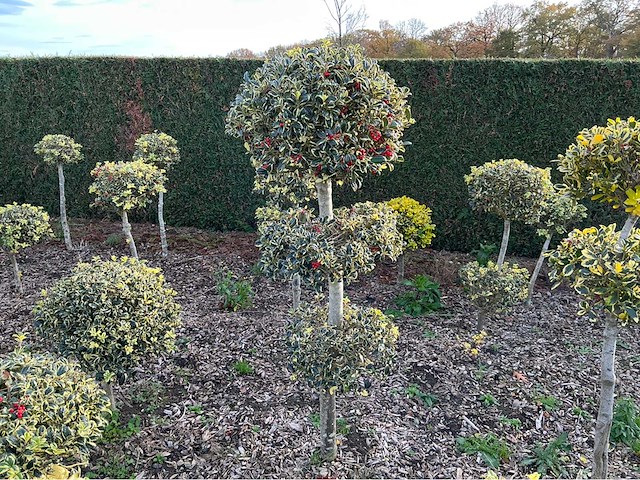 Hulst bol 180 cm vaste plant - afbeelding 1 van  1