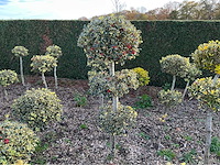 Hulst bol 180 cm vaste plant - afbeelding 1 van  1