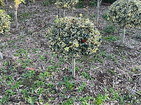 Hulst bol 80 cm vaste plant - afbeelding 1 van  1