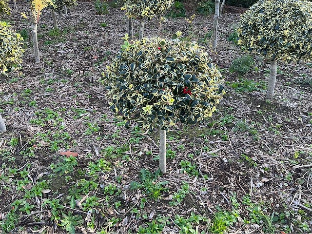 Hulst bol 80 cm vaste plant - afbeelding 1 van  1