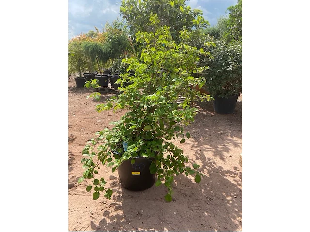 Hydrangea anomala 'petriolaris' - afbeelding 1 van  1