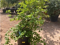 Hydrangea anomala 'petriolaris' - afbeelding 1 van  1