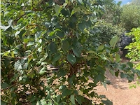 Hydrangea anomala 'petriolaris' - afbeelding 1 van  1