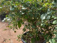 Hydrangea anomala 'petriolaris' - afbeelding 1 van  1