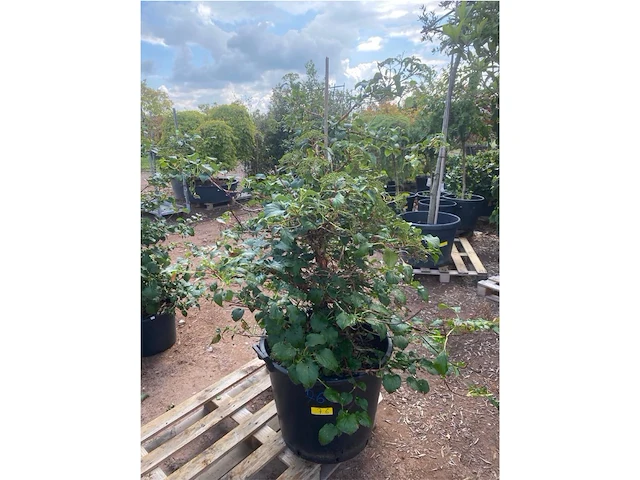 Hydrangea anomala 'petriolaris' - afbeelding 1 van  2