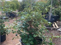 Hydrangea anomala 'petriolaris' - afbeelding 1 van  2