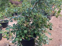 Hydrangea anomala 'petriolaris' - afbeelding 2 van  2